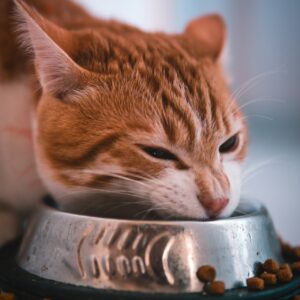 Ração Úmida Felix Gatos Sachê Carne 85g